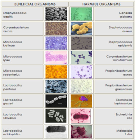 نقش میکروارگانیسم­های مفید روی پوست و مراقبت از آنها