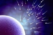 تأثیر پنتوکسی فیلین بر میزان تحرک و زنده ماندن اسپرم مردان نابارور مبتلا به الیگوآستنواسپرمی در محیط کشت
