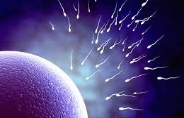 تأثیر پنتوکسی فیلین بر میزان تحرک و زنده ماندن اسپرم مردان نابارور مبتلا به الیگوآستنواسپرمی در محیط کشت